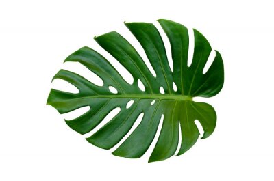 Sticker  Monstera feuilles feuilles avec isoler sur fond blanc feuilles sur blanc