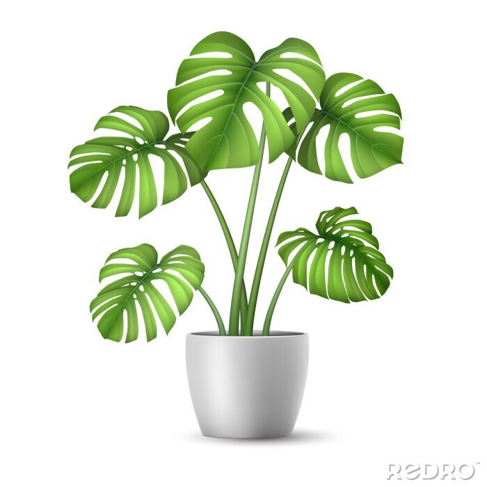 Sticker  Monstera in a flower pot isolated. Tropical plant for interior decor of home or office. Vector illustration in vector realistic 3d style.