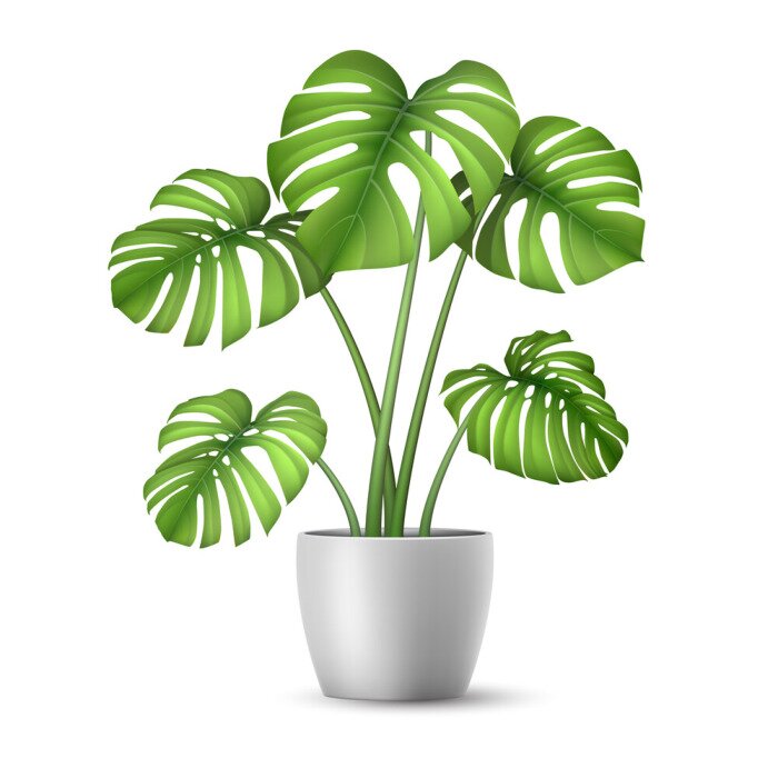 Sticker  Monstera in a flower pot isolated. Tropical plant for interior decor of home or office. Vector illustration in vector realistic 3d style.