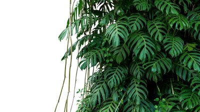 Monstera sur un fond blanc
