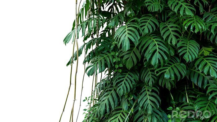 Sticker  Monstera sur un fond blanc