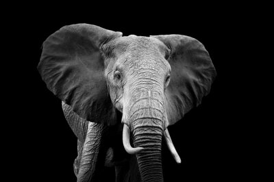 Motif noir et blanc avec un éléphant
