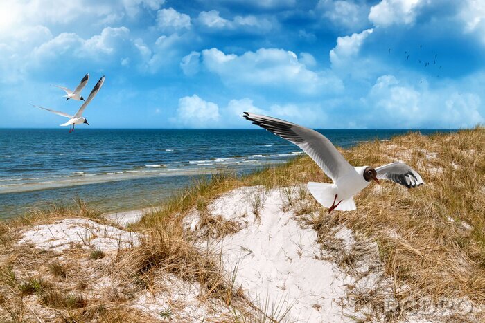 Sticker  Mouettes, dunes et mer