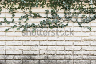 Sticker  Mur et lierre brique blanche