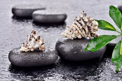 Sticker  Muszle na kamieniach bazaltowych