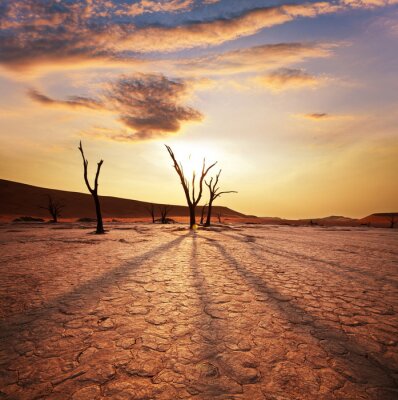 Nature dans le désert en Afrique