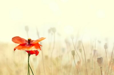 Nature et fleur rouge