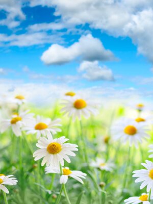 Nature et marguerites sur fond flou