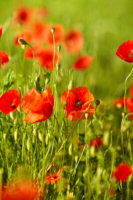 Nature et paysages avec des coquelicots en arrière-plan