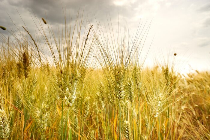 Sticker  Nature et terrain