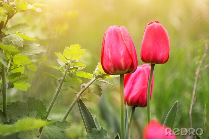 Sticker  Nature et tulipes