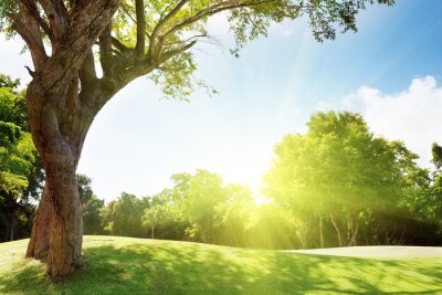 Nature étonnante au soleil