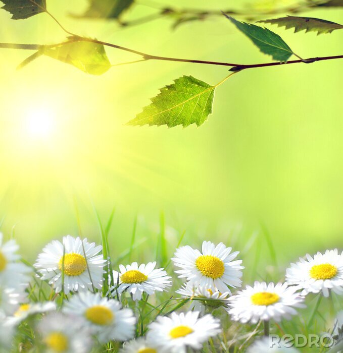 Sticker  Nature, marguerites en rayons