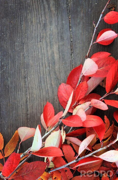 Sticker  Nature morte d'automne