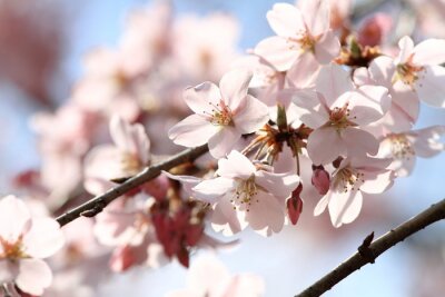 Nature printanière au Japon