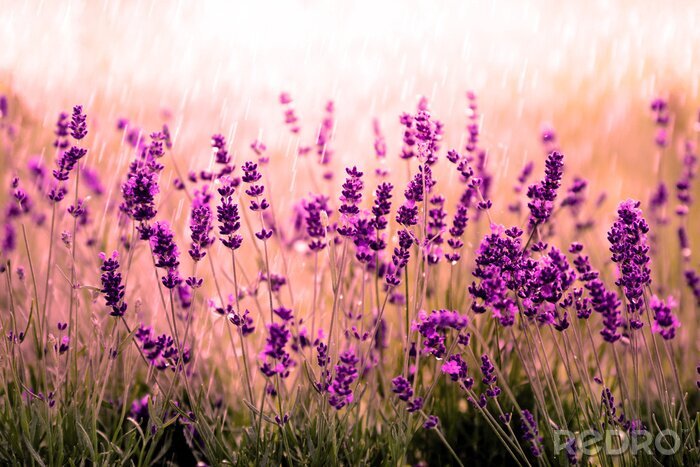 Sticker  Nature provençale au soleil