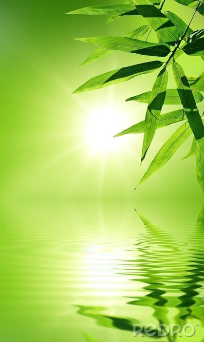 Sticker  Nature verdoyante au bord de l'eau