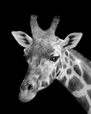 Sticker  Noir, blanc, girafe, portrait