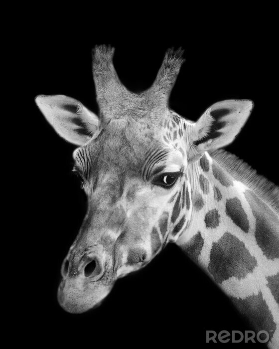 Sticker  Noir, blanc, girafe, portrait