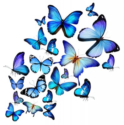 Sticker  Nuée de papillons exotiques