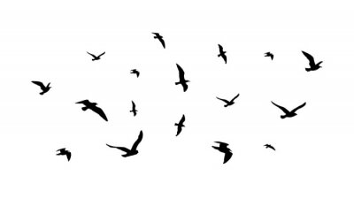 Sticker  Oiseaux dans le ciel illustration noir et blanc