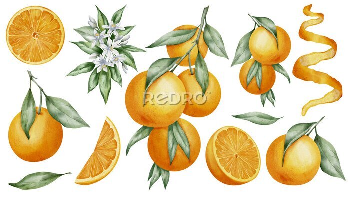 Sticker  Orange Fruits set. Watercolor hand drawn illustration of tangerine branches with green leaves and slices of citrus Fruits on white isolated background. Bundle of mandarins for food label or menu.