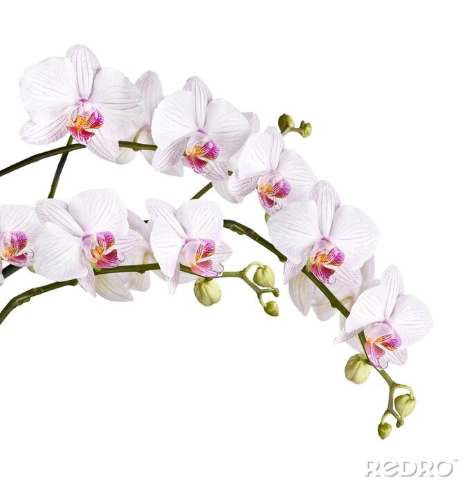 Sticker  Orchidée avec bourgeons sur fond blanc