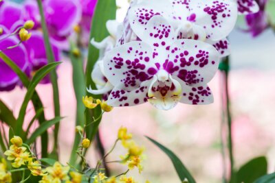 Orchidée blanche à pois violets