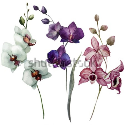 Sticker  Orchidée blanche avec violet et rose