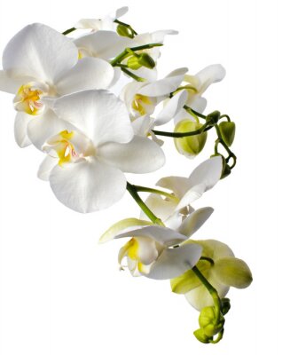 Orchidée blanche et bourgeons verts