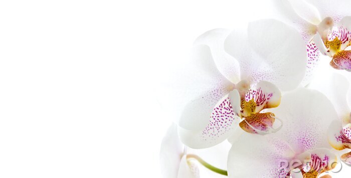 Sticker  Orchidée blanche sur fond blanc