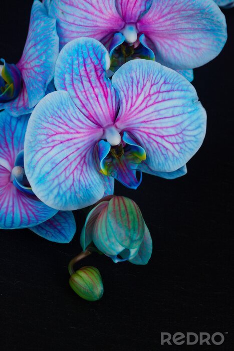Sticker  Orchidée bleue aux accents roses