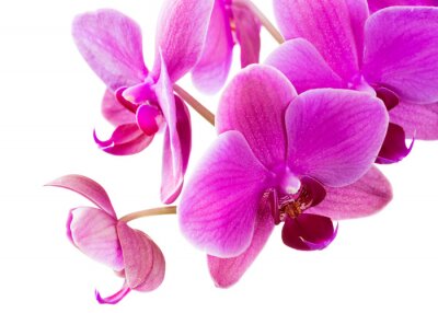 Sticker  Orchidée env.