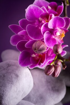 Sticker  Orchidée et pierres de couleur blanche