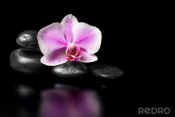 Sticker  Orchidée et pierres sur fond noir