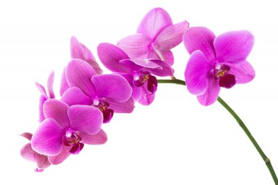 Orchidée fuchsia orchidée