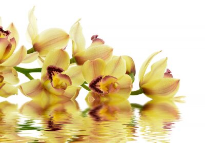 Orchidée jaune sur l'eau