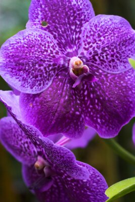 Sticker  Orchidée mouchetée bouchent