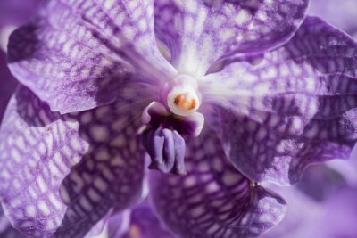 Sticker  Orchidée mouchetée en grossissement