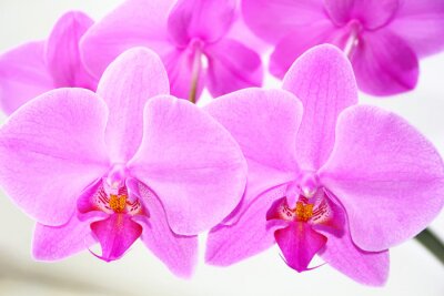 Sticker  Orchidée orchidée de couleur rose