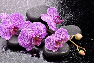 Sticker  Orchidée parmi les pierres