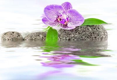 Sticker  Orchidée parmi les pierres sur l'eau