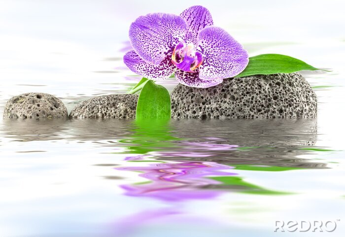 Sticker  Orchidée parmi les pierres sur l'eau