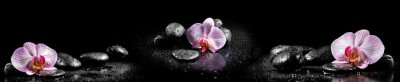 Orchidée, pierres et gouttes d'eau