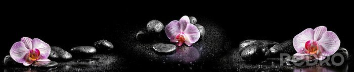 Sticker  Orchidée, pierres et gouttes d'eau