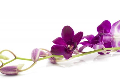 Sticker  Orchidée pourpre avec des bourgeons