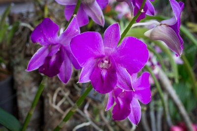 Sticker  Orchidée pourpre orchidée