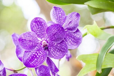 Sticker  Orchidée pourpre parmi les feuilles