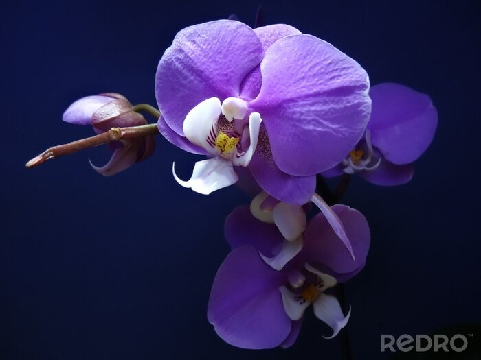 Sticker  Orchidée pourpre sur fond bleu marine