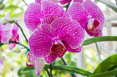 Sticker  Orchidée rose et blanche dans la verdure